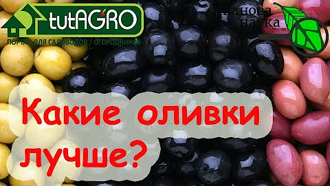 НАТУРАЛЬНЫЕ или КРАШЕНЫЕ? Выбираем оливки и маслины по вкусу, цвету и пользе.