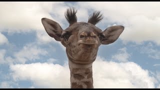 Giraffes Head Banging!