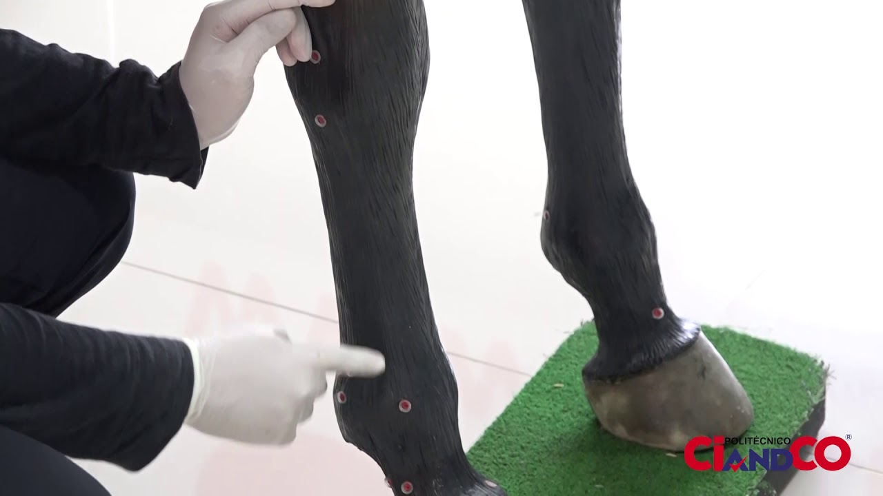 Simulador Equino - Punto de Bloqueo 2