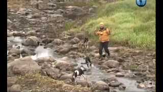 Планета собак 2011. Русско европейская лайка.  Вологодская область