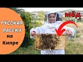 КИПР влог: Русская Пасека на Кипре, натуральный Мёд!