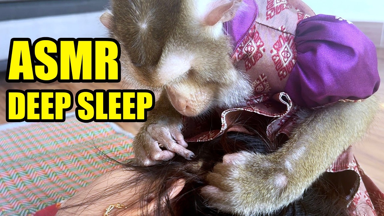 [ASMR DEEP SLEEP] Most Satisfying Monkey Grooming & Hair Scratching NO TALKING