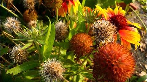 Theremin & Talking Machine