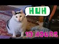 Huh Cat Meme 10 Hours