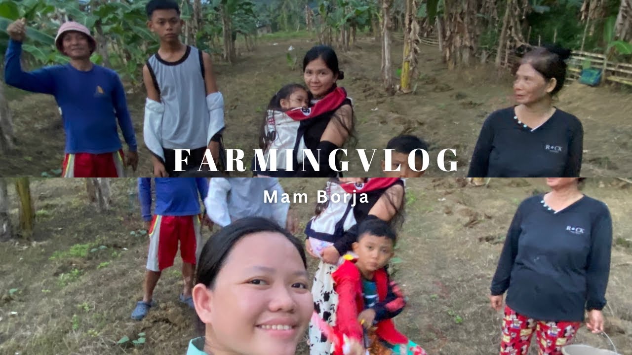 Farming in my Dad | Kamatis, Kalabasa & Mongos