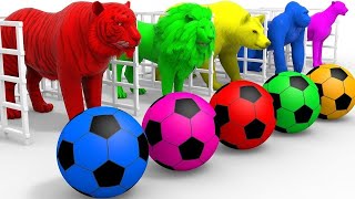 Kucing - Bebek - Kambing - Tek Kotek - Cicak - Lagu Anak