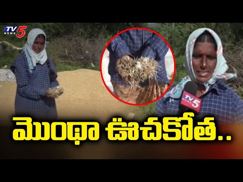 Telangana : మొంథా ఊచకోత..| Farmers Struggle On Crop Loss Due To Montha Cyclone | Nalgonda |TV5 - TV5NEWS