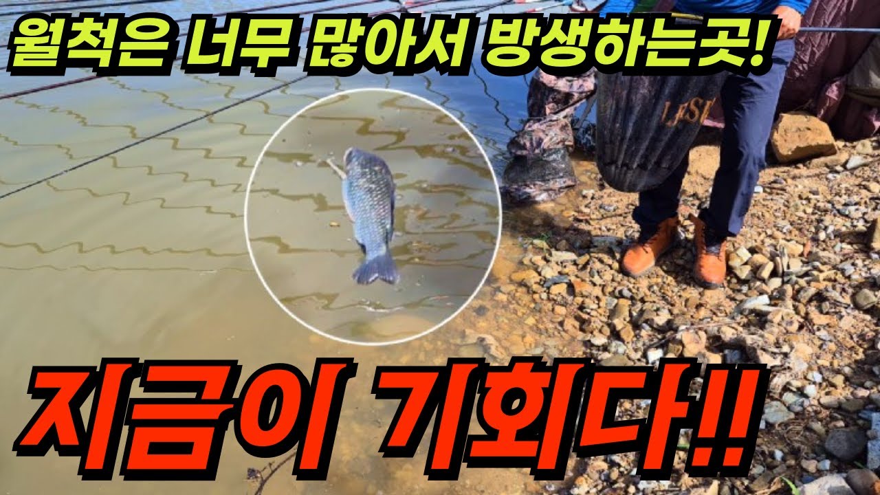 월척은 너무 많아서 방생해요/ 지금 가셔서 붕어낚시 하세요~^^ 미끼는...??
