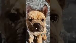 #frenchbulldog #frenchie #dog #puppy