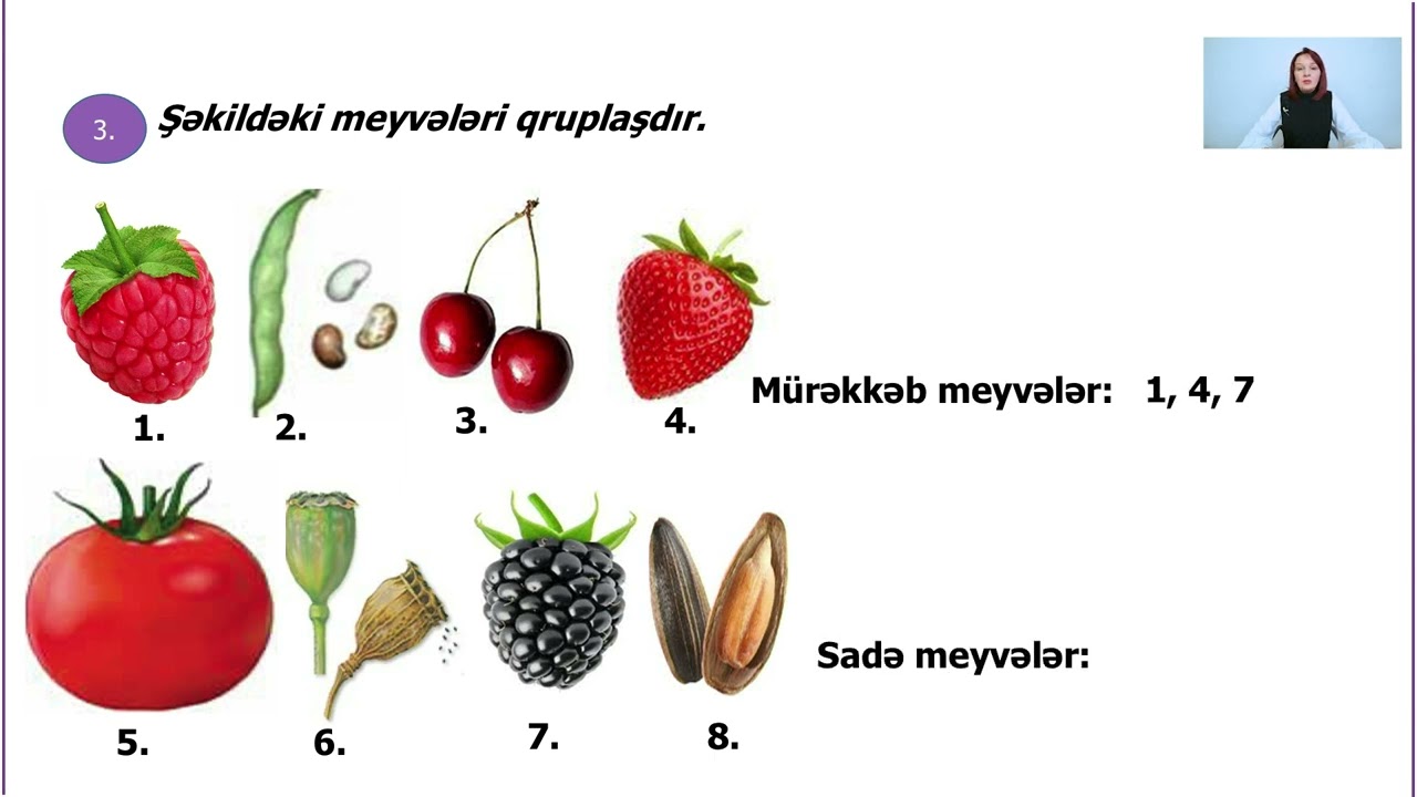 Rəqəmsal məktəb - Biologiya VII sinif - Meyvə. Meyvə və toxumların yayılması (ev tapşırığı)