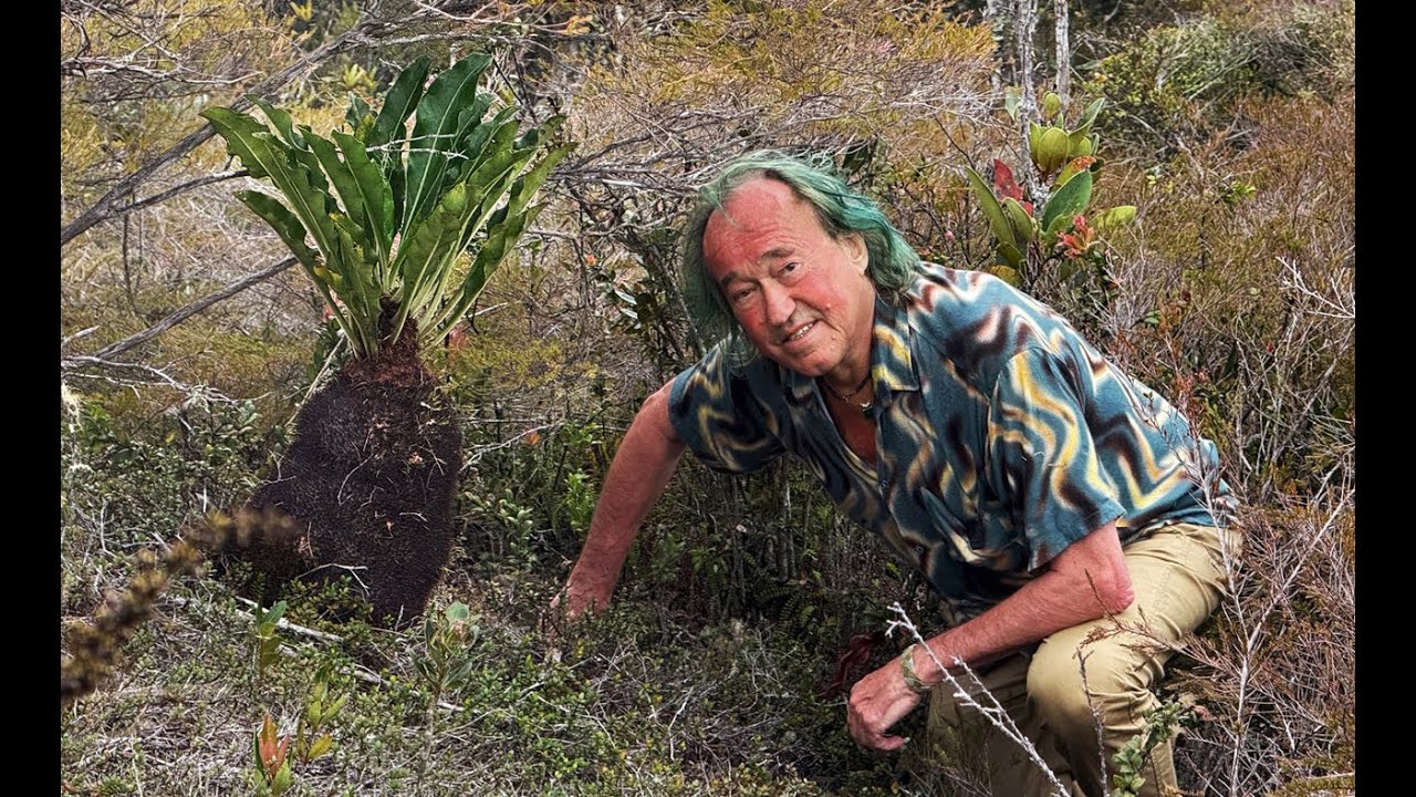 FIELD TRIP WITH PATRICK BLANC IN WEST PAPUA - ANGGI LAKES, HIGHLAND SAVANNA AND MOSSY FOREST