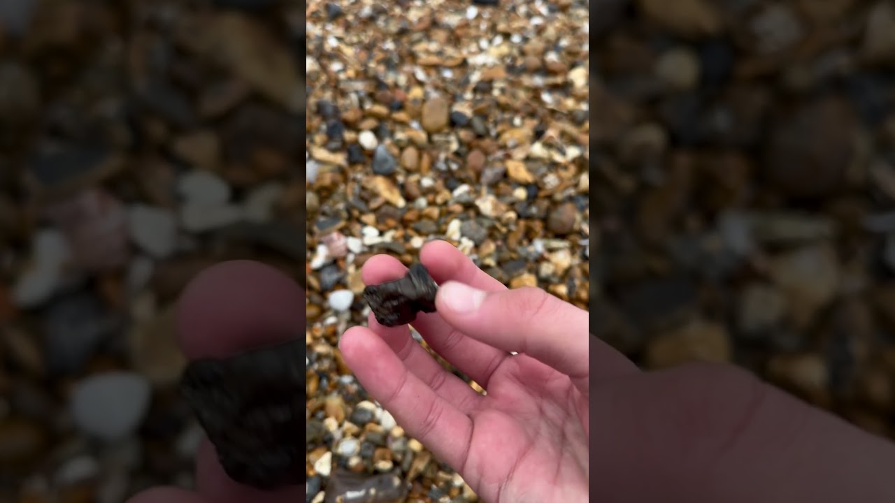Rare fossil fish vertebrae in highcliffe🐟 