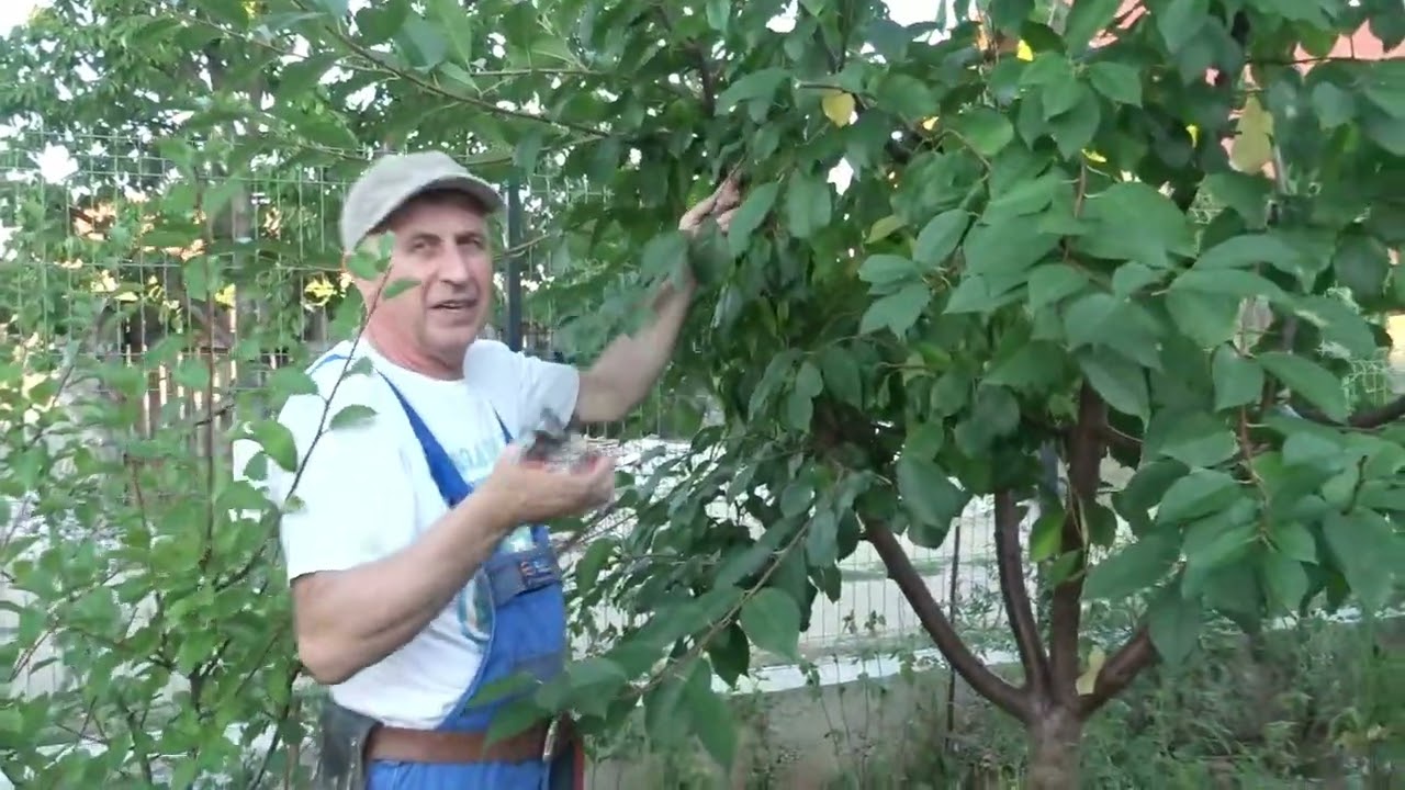 Nu faceți aceste greșeli la vișin. Cum corectez o coroană care era ca o tufă