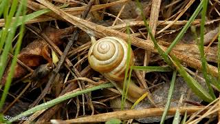 Ранок з равликами / Morning with snails