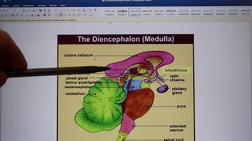 ACC Biol2404 IntroA&P Lab13 Neuron III Brain