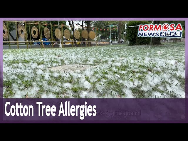 Doctor cautions over cotton tree pollen season｜Taiwan News