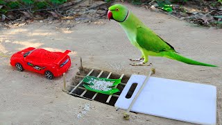 How to Building Underground Parrot Bird trap With plastic cutting bored