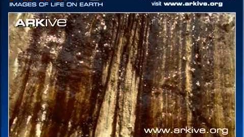 ARKive video 5FF1B254 2CD0 4B5F 82DD AE28CA667DA9