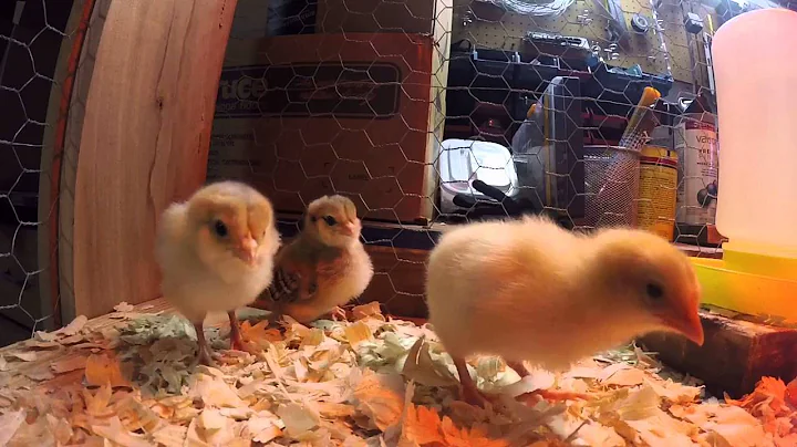 4 day old chicks
