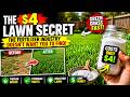 The $4 Lawn Secret Big Fertilizer Companies Hope You NEVER Discover! 🌱💸