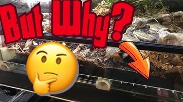 Why a False Bottom in Your Vivarium?