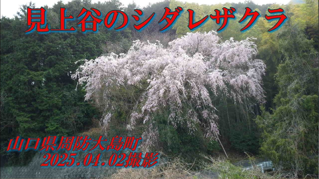 見上谷のシダレザクラ　2025.04.02撮影