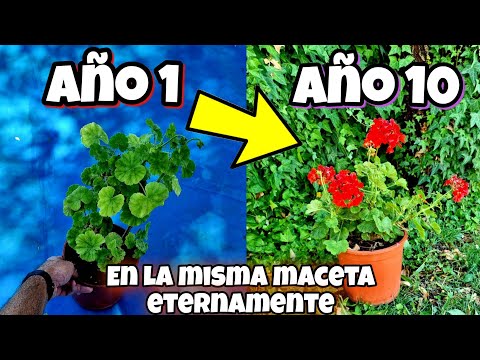 Vídeo: Lliri (101 Fotos): Plantar I Cuidar Una Flor Al Camp Obert. Com és Un Lliri De Jardí? Com Plantar Bulbs A La Primavera? Decoració Argumental Amb Lliris