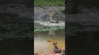 Anjing menggonggong melihat anak leopard bermain di air #shorts #animals #leopard #dog