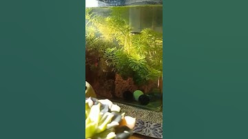 7 màu 4 #shorts #trieuview #tiktok | Cá cảnh Triệu View