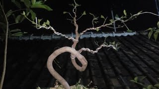 Bonsai Iprik Ekspresionis!! Kelebihan Jenis Ficus Paling Tahan Mau Di Siksa Seperti Apapun Itu!