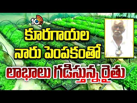 Farmer Earns Lakhs From Vegetable Seedling Nursery | కూరగాయల నారు పెంపకంతో లాభాలు గడిస్తున్న రైతు - 10TVNEWSTELUGU