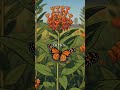 The Monarch Butterfly Is Almost Gone & Most People Have No Idea