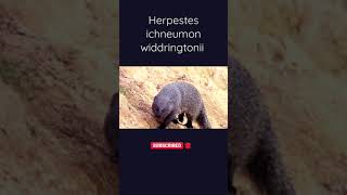 Herpestes ichneumon widdringtonii Wildpredator