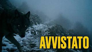 Il Lupo Mannaro dei Monti d’Abruzzo Testimonianze Moderne