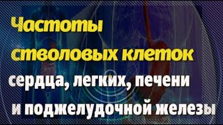 Стволовые клетки, направленные  на сердце, печень, легкие и поджелудочную железу