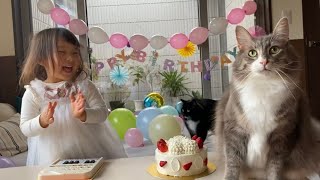 3歳の娘の誕生日に参加する猫　ノルウェージャンフォレストキャットA cat participating in the birthday of her 3-year-old daughter.