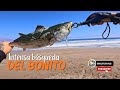 Intensa búsqueda, pesca de bonito o mono (sarda chilensis)
