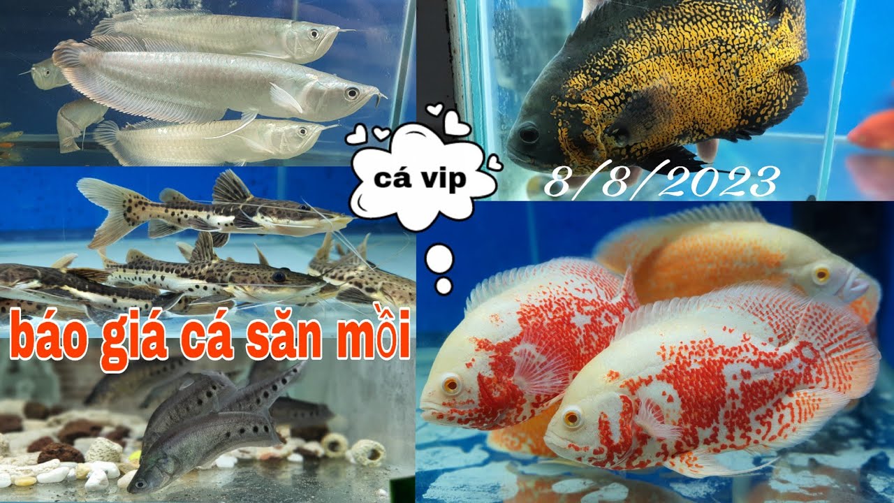 Báo Giá Cá Săn Mồi Mới Nhất 8/8/2023@CakiengVn
