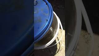 Udang Buat Umpan Mancing Mania Ambyar Live Hari Ini