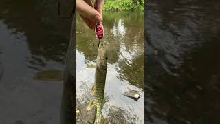 Angeln gewesen der einzige Fisch der gefangen wurde war dieser 35 cm lange Hecht #angeln #shorts