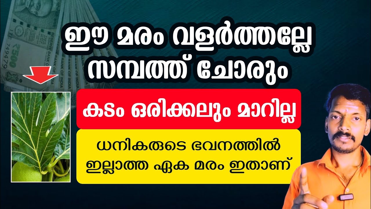 കടം തീരാത്തതിന് കാരണം വീട്ടു പരിസരത്തെ ഈ മരം. സമ്പത്ത് ചോർത്തിവിടുന്ന ഈ മരം വളർത്തല്ലേ.