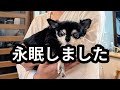 愛犬が居なくなりました(ラスト動画)