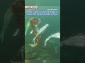 Children’s Day tradition takes a diveーNHK WORLD-JAPAN NEWS