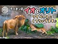 【 旭山動物園】マイペースにくつろいでます♪ちょっとずつなかよし🦁🐱ライオンのオリトとイオ(2022/7/1~7/4)[Asahiyama Zoo]  Lion, Orito and  Io.