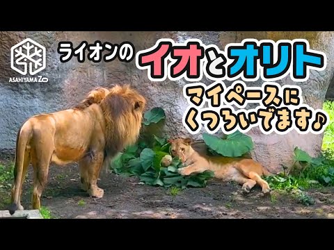 【 旭山動物園】マイペースにくつろいでます♪ちょっとずつなかよし🦁🐱ライオンのオリトとイオ(2022/7/1~7/4)[Asahiyama Zoo]  Lion, Orito and  Io.