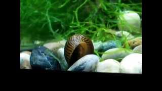 Nerite Snail Trapdoor