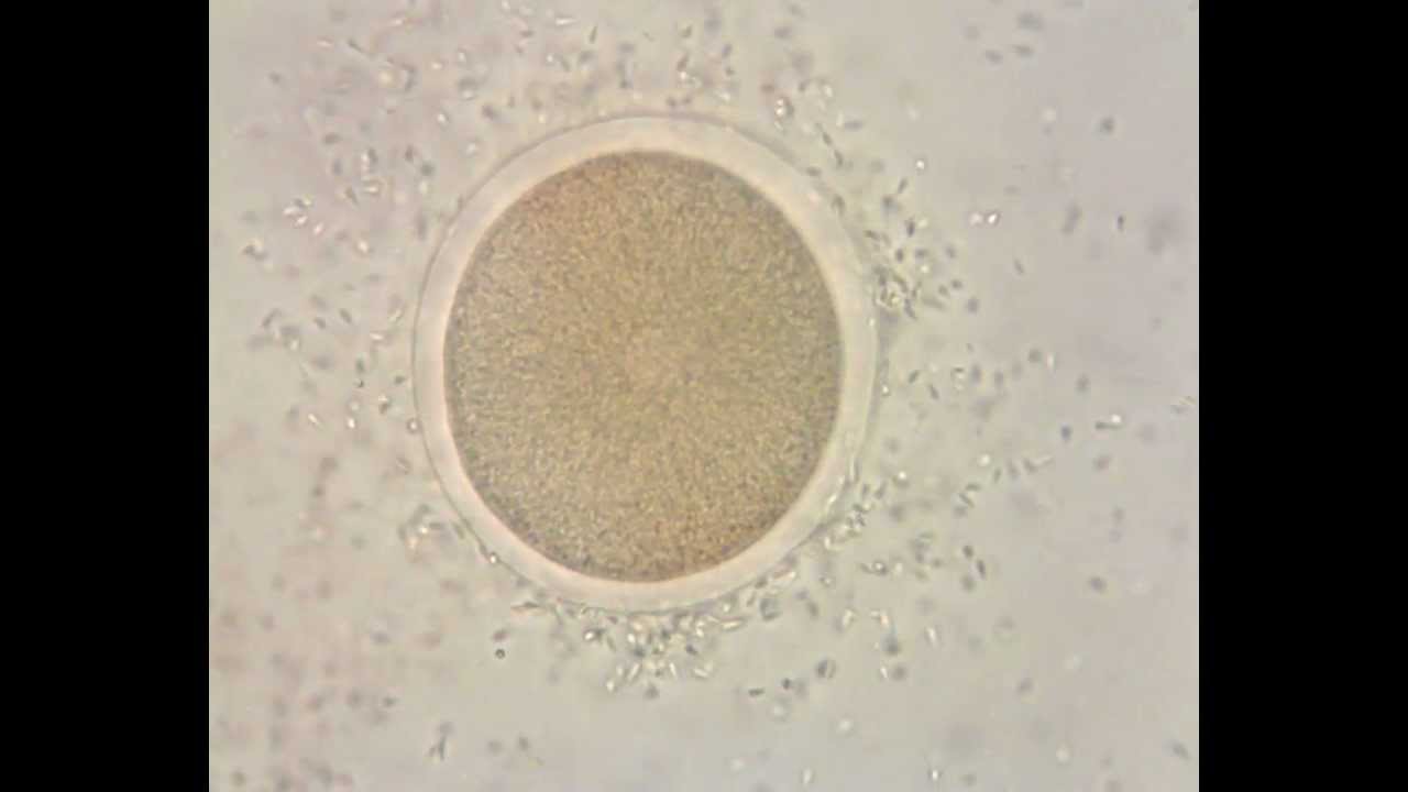 Rencontre spermatozoide ovule video