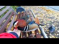 Feeding and petting wild mandarin ducks