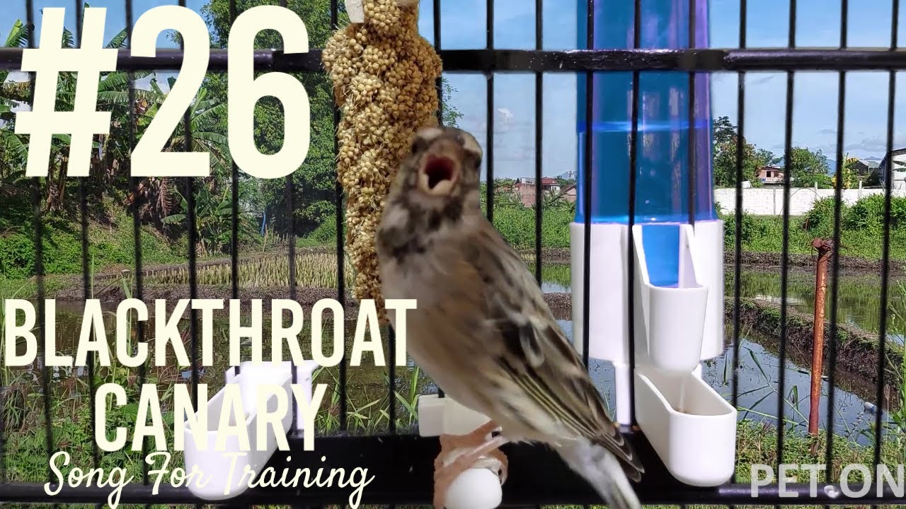 Gallery Detail: Black Throated Canary Singing For Training Ep26 Pet On