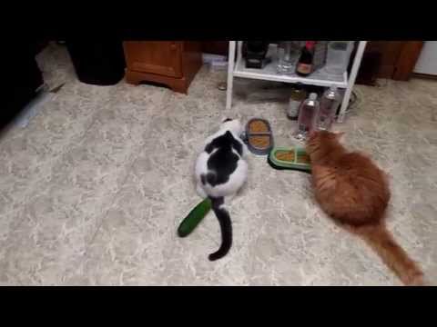 Cucumbers scaring cats